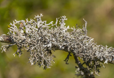 Close-up of snow on plant