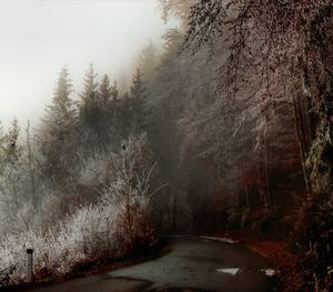 Road amidst trees in forest during winter