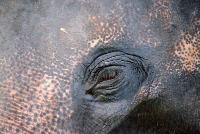 Elephant eye close-up in pinnawala elephant orphanage sri lanka