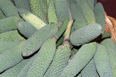 Close-up of monstera deliciosa, exotic tropical fruit