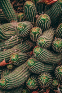 Full frame shot of succulent plant