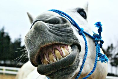 Close-up of horse against sky