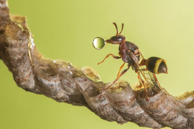 Wasp blowing bubble