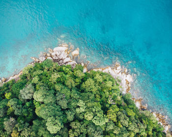 High angle view of coral in sea