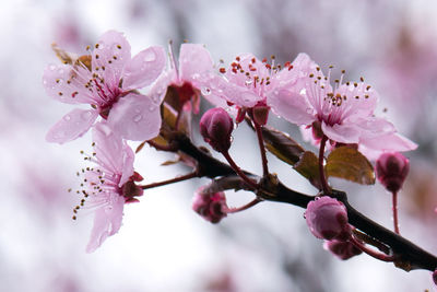 Close-up of pink flowers on tree