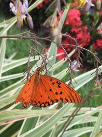 Close-up of butterfly perching on flower