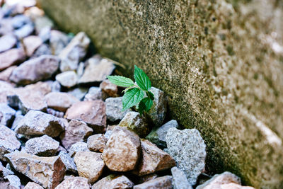 Close-up of pebbles on rock