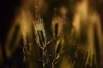 Close-up of wheat growing on field