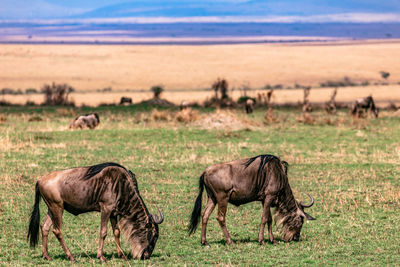 Sheep grazing in a field
