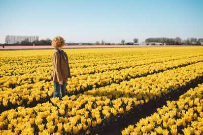 Scenic view of agricultural field against clear sky