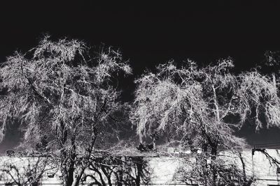 Reflection of trees in lake