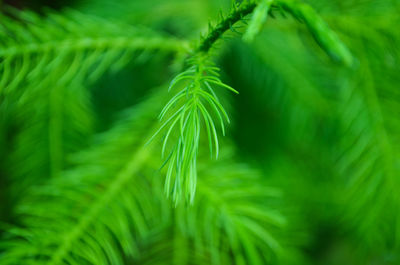 Full frame shot of green leaves