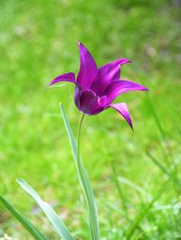 Close-up of purple flower blooming outdoors