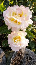 Close-up of flower blooming outdoors