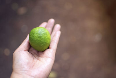 Close-up of hand holding fruit