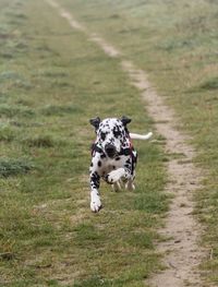 High angle view of dog running on street