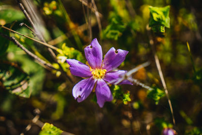 Close-up of purple flowering plant