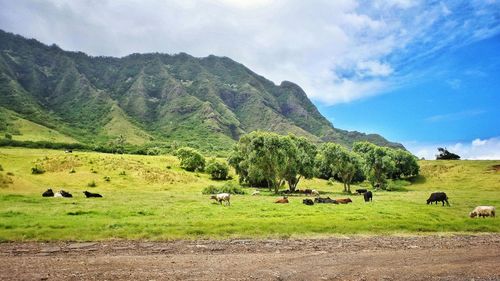 Cows on grassy field by mountains against sky