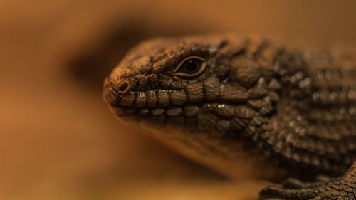 Close-up of a lizard