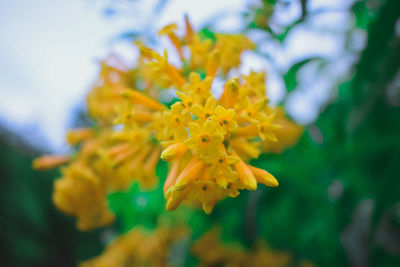 Close-up of yellow flowering plant