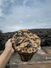 Midsection of person holding sunflower against sky