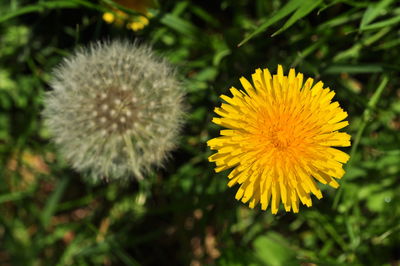 Close-up of yellow flower blooming outdoors