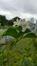 Close-up of flower growing on plant