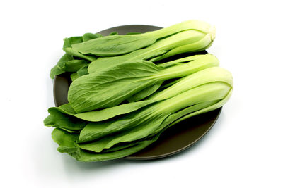 High angle view of green leaf against white background