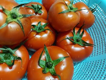 Fresh harvest tomatoes from the farm