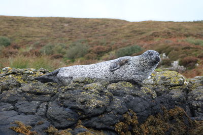 Close-up of lizard on rock