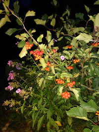 Close-up of fruits growing on tree