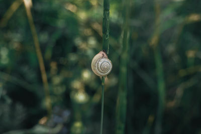 Close-up of snail on plant