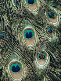 Full frame shot of peacock