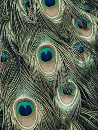 Colorful peacock feathers in pattern. peacock tail feather in detail. nature background