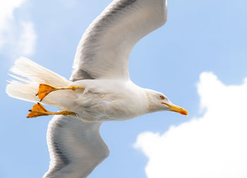 Low angle view of seagull flying