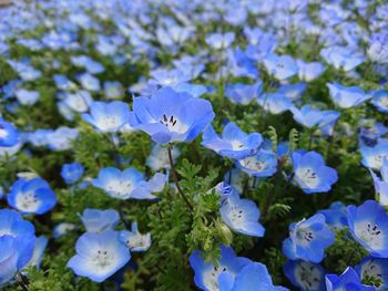 Close-up of blue flowering plant