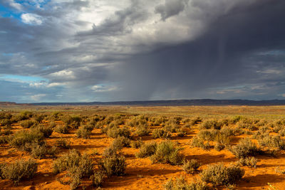 Scenic view of field against sky