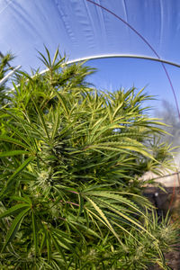 Close-up of coconut palm tree against sky