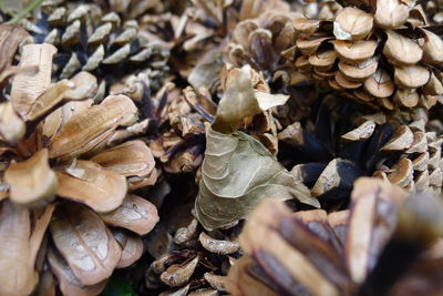 Full frame shot of dried leaves