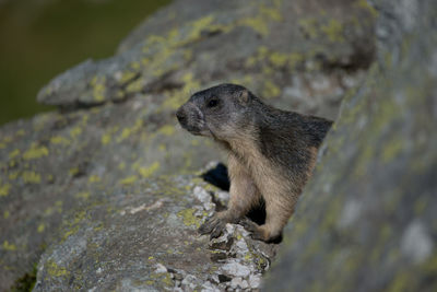 Close-up of a lizard on rock