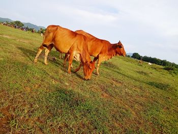 View of a horse on field