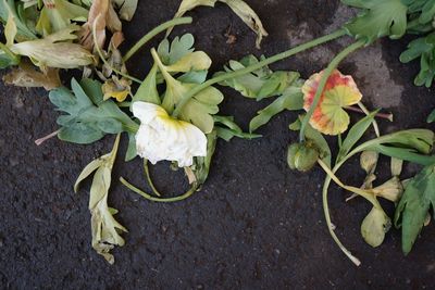 High angle view of flowering plant on field