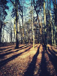 Bare trees in forest