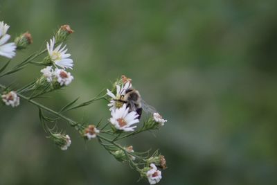 Close-up of bee on white flower