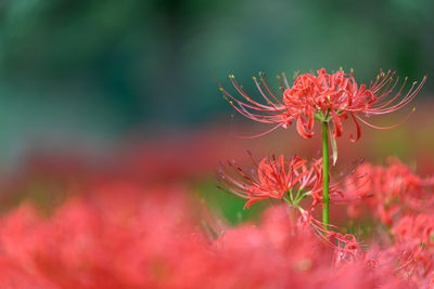 Close-up of red flowering plant on field