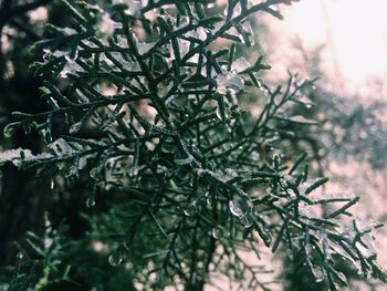 Close-up of raindrops on pine tree