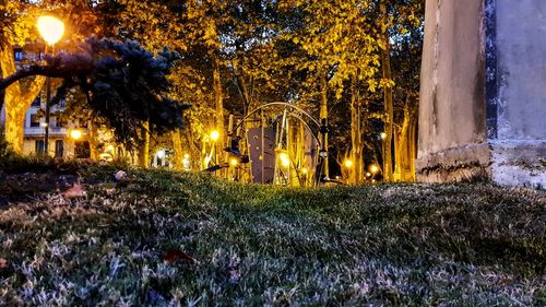 Illuminated trees at night