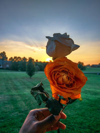 Cropped hand holding rose against sky during sunset