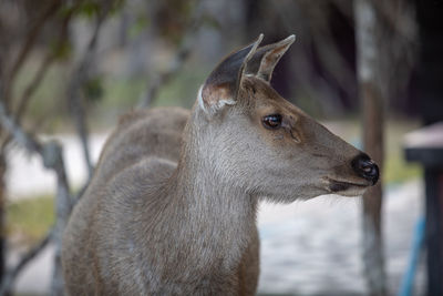 Close-up of deer looking away