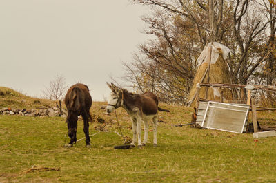 Horses grazing on field against clear sky